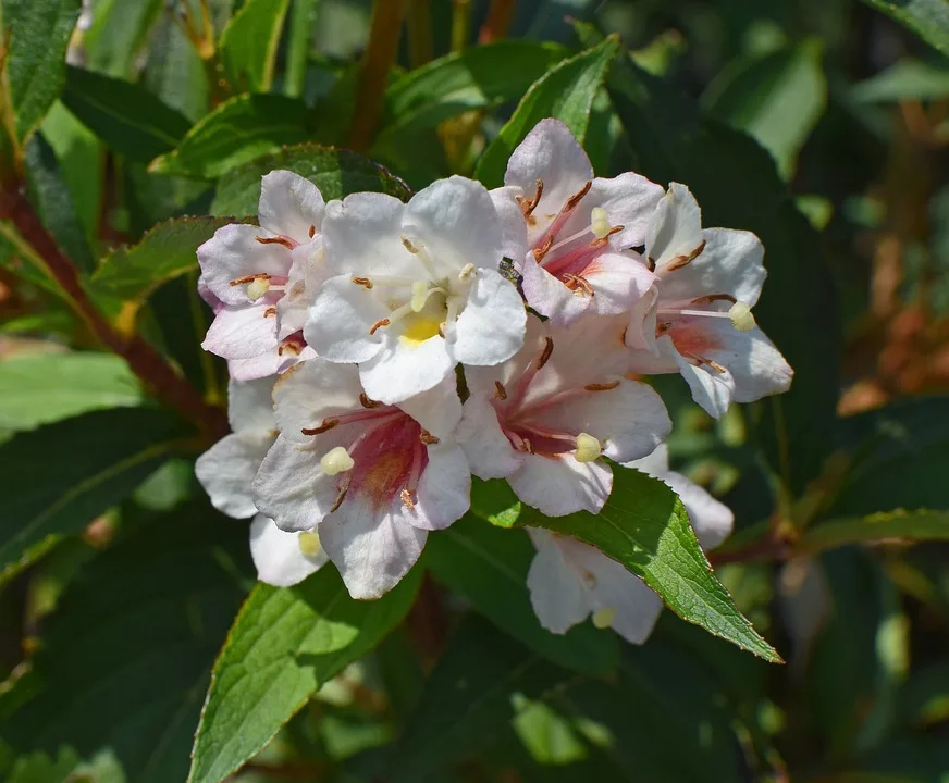 Abelia